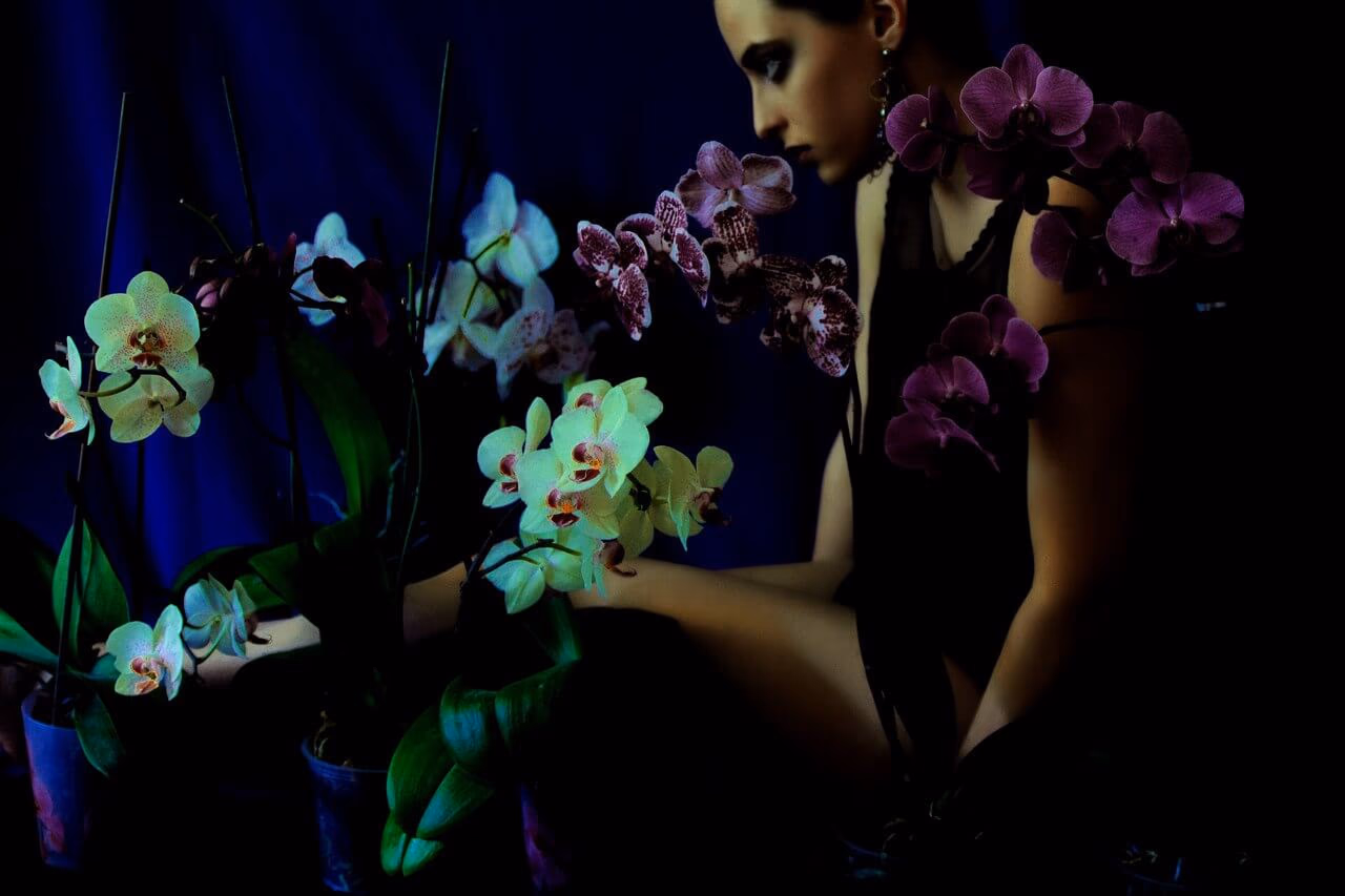 Orchids 4
