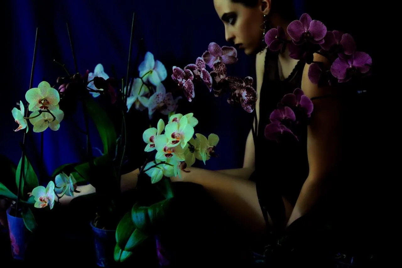 Orchids preview 4